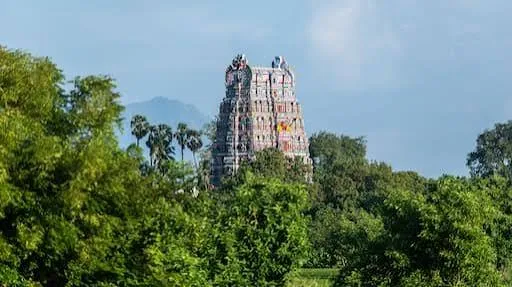 Rajapalayam Shared Hosting | W3 Domains